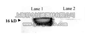 merck millipore,默克密理博,AB5482,Anti-Superoxide Dismutase 1 Antibody
