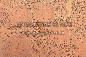 merck millipore,默克密理博,AB5484,Anti-RAGE Antibody