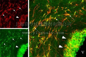 merck millipore,默克密理博,AB5583-50UL,Anti-Nerve Growth Factor Antibody, pro