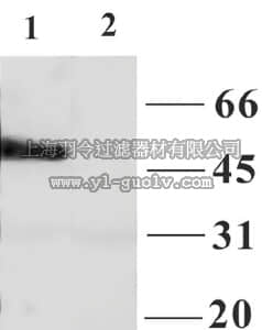 merck millipore,默克密理博,AB5592-50UL,Anti-GABA A Receptor α1 Antibody