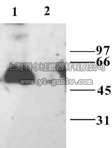 merck millipore,默克密理博,AB5594-200UL,Anti-GABA A Receptor α3 Antibody