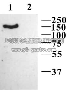 merck millipore,默克密理博,AB5604-200UL,Anti-Calcium Channel Antibody, Voltage Gated α 2/δ-1,L-type