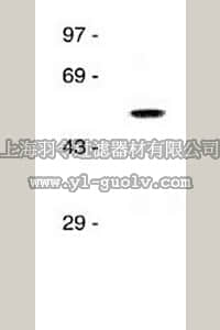 merck millipore,默克密理博,AB5610,Anti-GABA A Receptor α6 Antibody