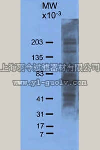 merck millipore,默克密理博,AB5611,Anti-Neuroketal Antibody