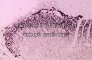 merck millipore,默克密理博,AB5613P,Anti-Brain Derived Neurotrophic Factor Antibody, pro