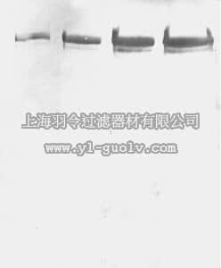 merck millipore,默克密理博,AB5622,Anti-Microtubule-Associated Protein 2 (MAP2) Antibody