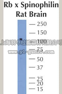 merck millipore,默克密理博,AB5669,Anti-Spinophilin Antibody