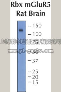 merck millipore,默克密理博,AB5675,Anti-Metabotropic Glutamate Receptor 5 Antibody, pain