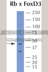 merck millipore,默克密理博,AB5687,Anti-FoxD3 Antibody