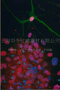 merck millipore,默克密理博,AB5694,Anti-ATH 5 Antibody