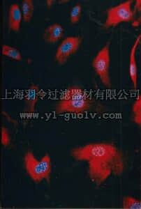 merck millipore,默克密理博,AB5702,Anti-HES-1 Antibody