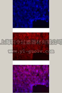 merck millipore,默克密理博,AB5708,Anti-HES-5 Antibody