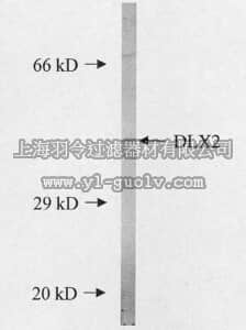 merck millipore,默克密理博,AB5726,Anti-Dlx2 Antibody