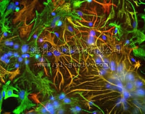 merck millipore,默克密理博,AB5733,Anti-Vimentin Antibody