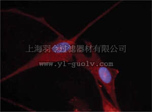 merck millipore,默克密理博,AB5744,Anti-Nkx-5.1 Antibody