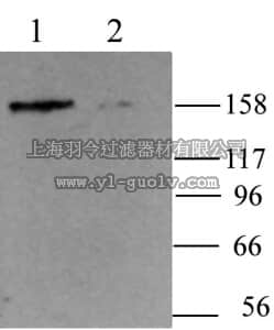 merck millipore,默克密理博,AB5808-200UL,Anti-HCN4 Antibody