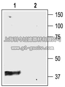 merck millipore,默克密理博,AB5818-200UL,Anti-Potassium Channel Kir4.1 Antibody