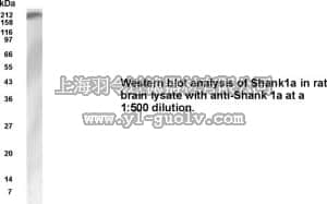 merck millipore,默克密理博,AB5852,Anti-SHANK1a Antibody, NT