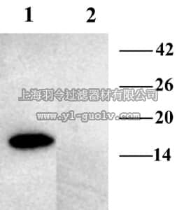 merck millipore,默克密理博,AB5856-50UL,Anti-VAMP-2 Antibody