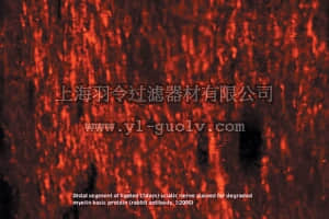 merck millipore,默克密理博,AB5864,Anti-Myelin Basic Protein Antibody