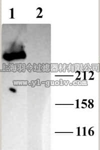 merck millipore,默克密理博,AB5882-200UL,Anti-IP3 Receptor 1 Antibody