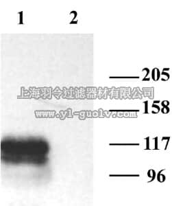 merck millipore,默克密理博,AB5884-200UL,Anti-HCN1 Antibody