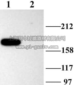 merck millipore,默克密理博,AB5886-50UL,Anti-Caspr2 Antibody