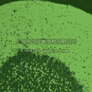 merck millipore,默克密理博,AB5905,Anti-Vesicular Glutamate Transporter 1 Antibody