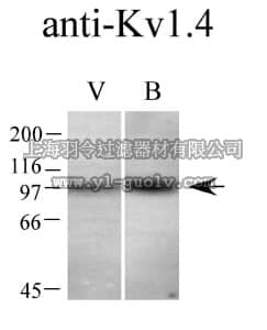 merck millipore,默克密理博,AB5926,Anti-Potassium Channel Kv1.4 Antibody