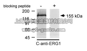 merck millipore,默克密理博,AB5930,Anti-Potassium Channel ERG1 Antibody, CT