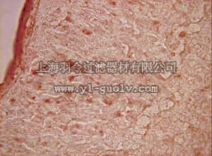 merck millipore,默克密理博,AB5975,Anti-MAML1 Antibody