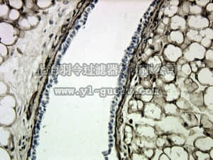 merck millipore,默克密理博,AB769,Anti-Collagen Type IV Antibody