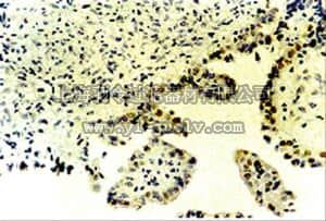 merck millipore,默克密理博,AB7824,Anti-p73 Antibody, α and β