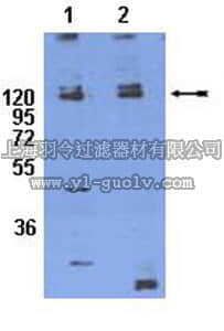 merck millipore,默克密理博,AB8123,Anti-phospho-Integrin β1 (Thr788/789) Antibody