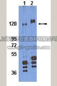 merck millipore,默克密理博,AB8124,Anti-phospho-Integrin β1 (Ser785) Antibody