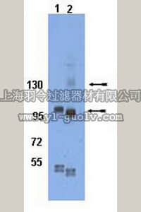 merck millipore,默克密理博,AB8125,Anti-phospho-Integrin β1 (Tyr783) Antibody