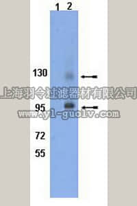 merck millipore,默克密理博,AB8126,Anti-phospho-Integrin β1 (Tyr795) Antibody