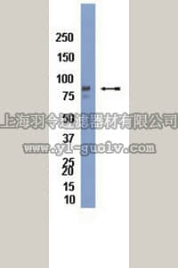 merck millipore,默克密理博,AB8164,Anti-Mitofilin Antibody