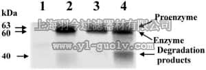 merck millipore,默克密理博,AB8345,Anti-MMP-14 Antibody