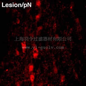 merck millipore,默克密理博,AB9040,Anti-Nerve Growth Factor Antibody, pro