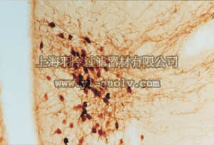 merck millipore,默克密理博,AB911,Anti-Oxytocin Antibody