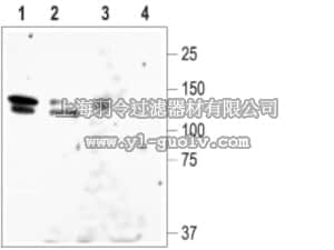 merck millipore,默克密理博,AB9232-200UL,Anti-Potassium Channel EAG-1 Antibody