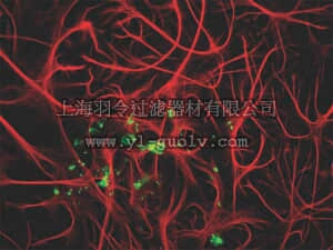 merck millipore,默克密理博,AB9348,Anti-Myelin Basic Protein Antibody
