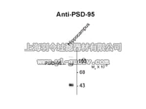 merck millipore,默克密理博,AB9634,Anti-Post Synaptic Density 95 Antibody
