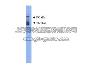merck millipore,默克密理博,AB9682,Anti-Dardarin Antibody