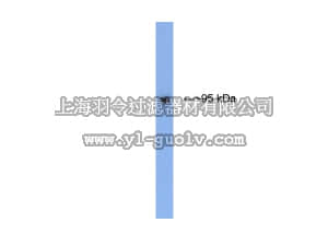 merck millipore,默克密理博,AB9708,Anti-PSD-95 Antibody