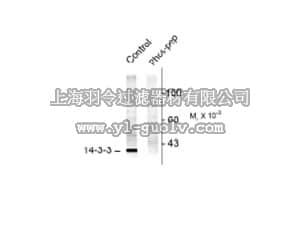 merck millipore,默克密理博,AB9750,Anti-14-3-3 phospho Serine58 Antibody