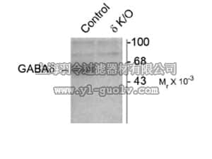 merck millipore,默克密理博,AB9752,Anti-GABA A Receptor δ-subunit Antibody