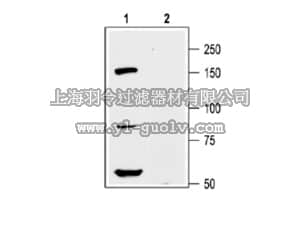 merck millipore,默克密理博,AB9766-200UL,Anti-Kv12.1 Antibody
