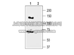 merck millipore,默克密理博,AB9768-200UL,Anti-Kv11.3 Antibody